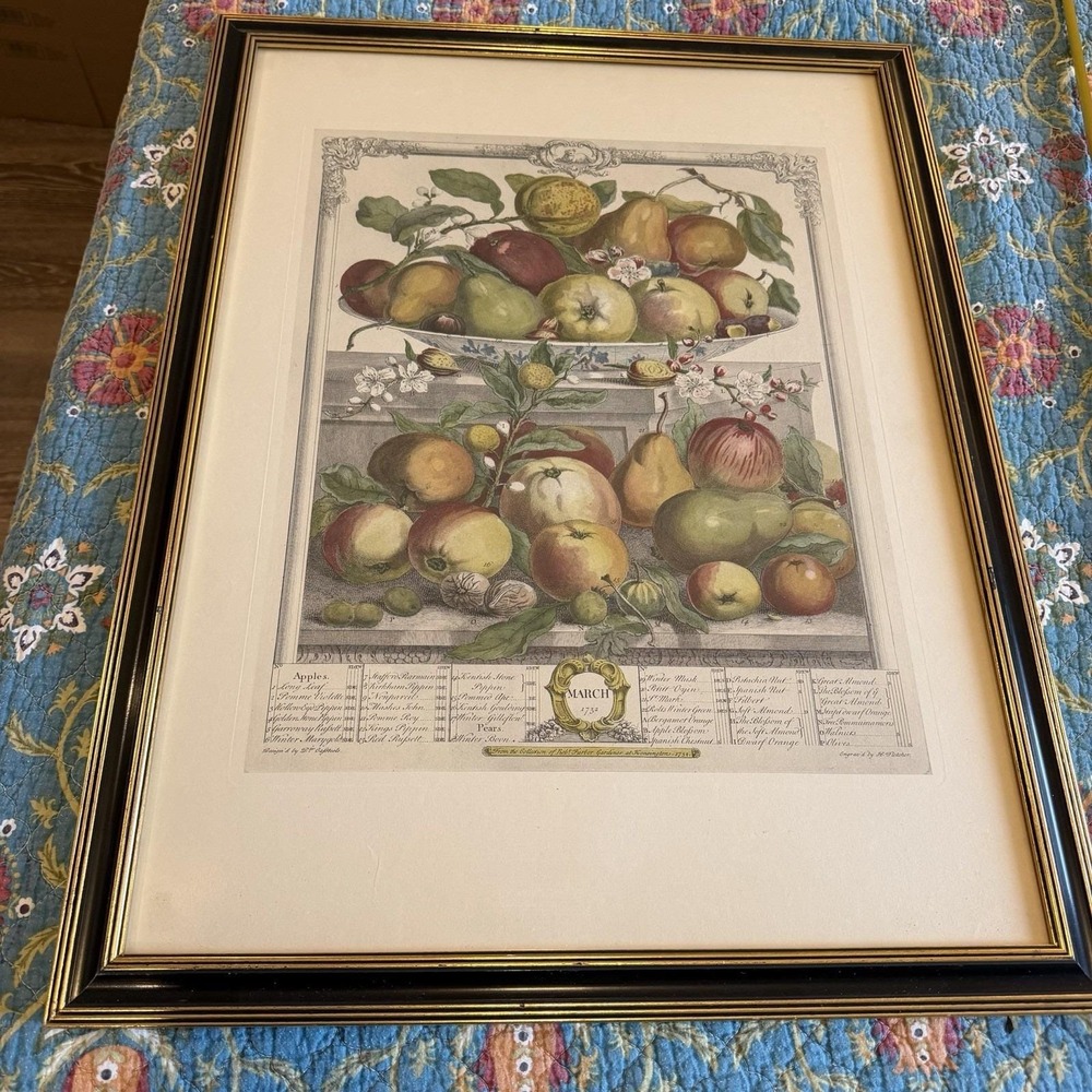 Vintage Framed Botanical Fruit Print March 1732 Robert Furber Style Wall Art